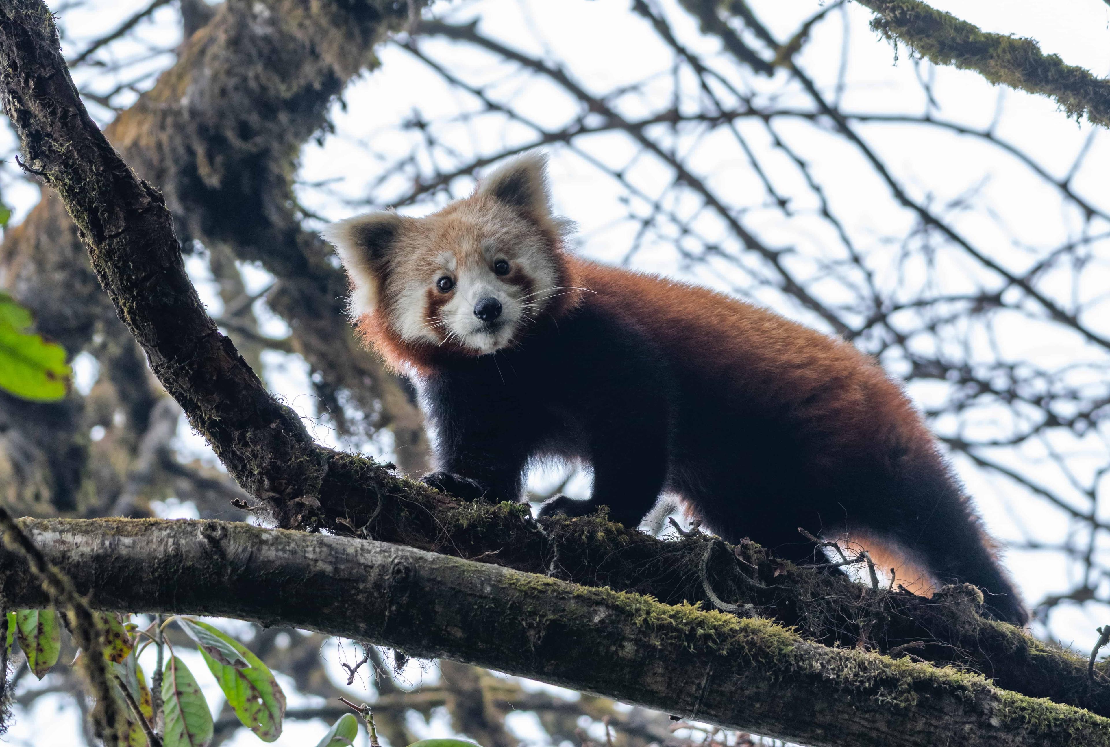 Red panda