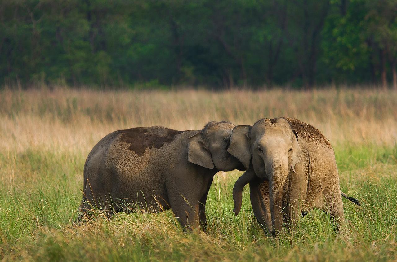 Image of elephants