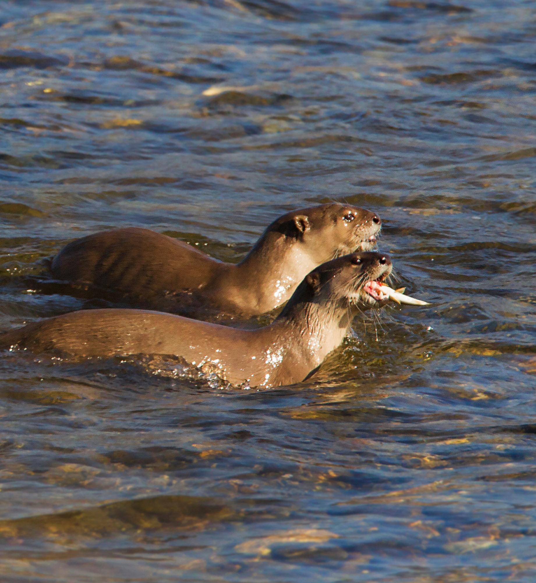 Image of otters