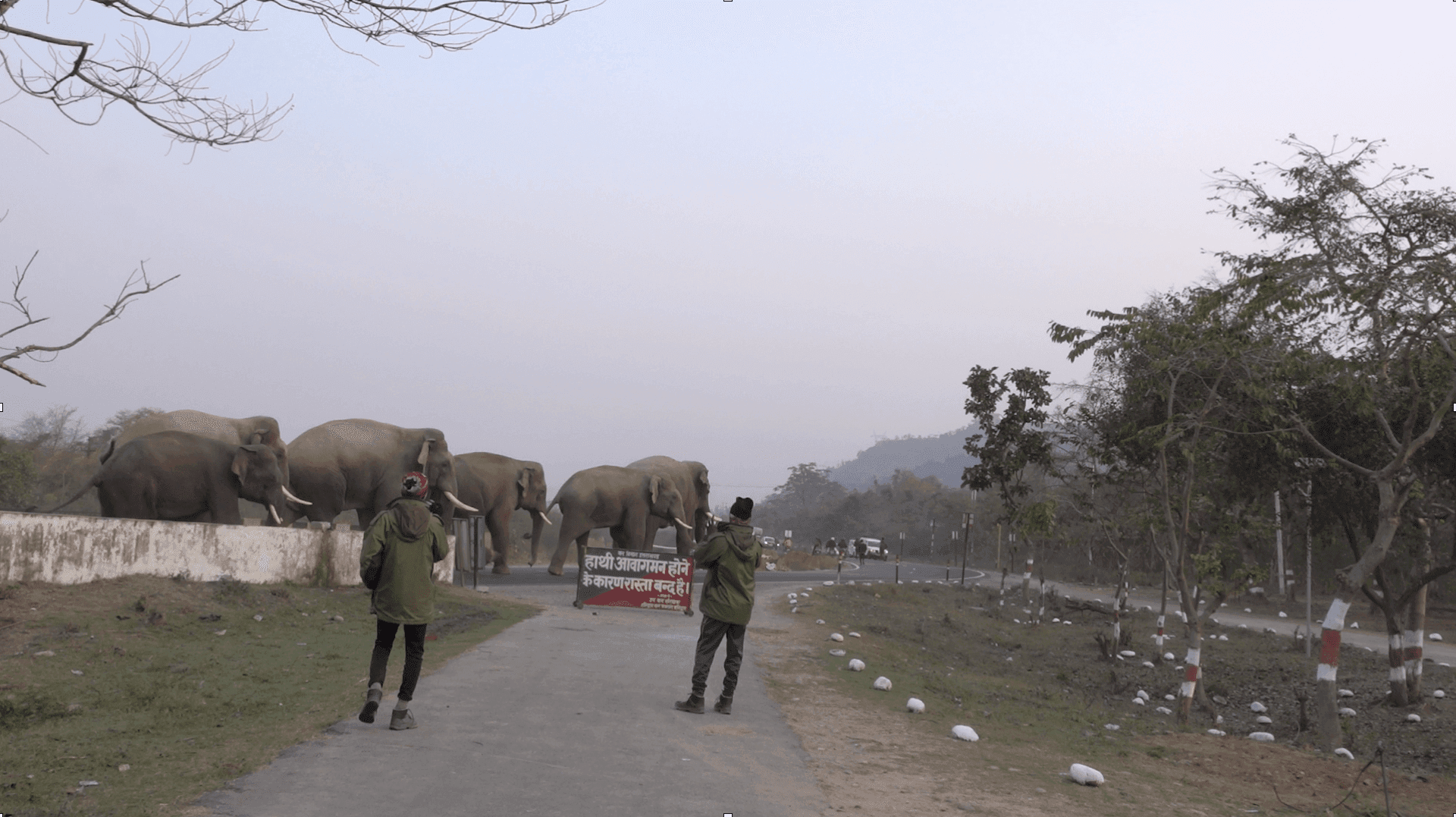 Elephants