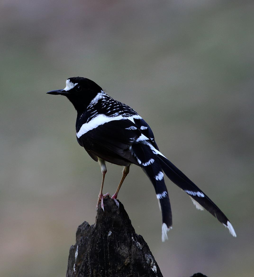 Birding Tour