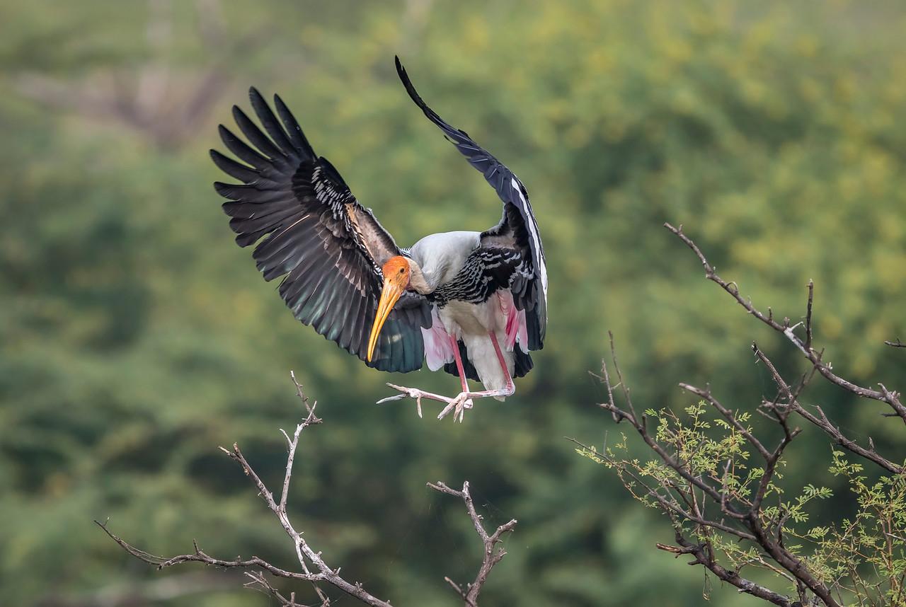 Painted stork Bird