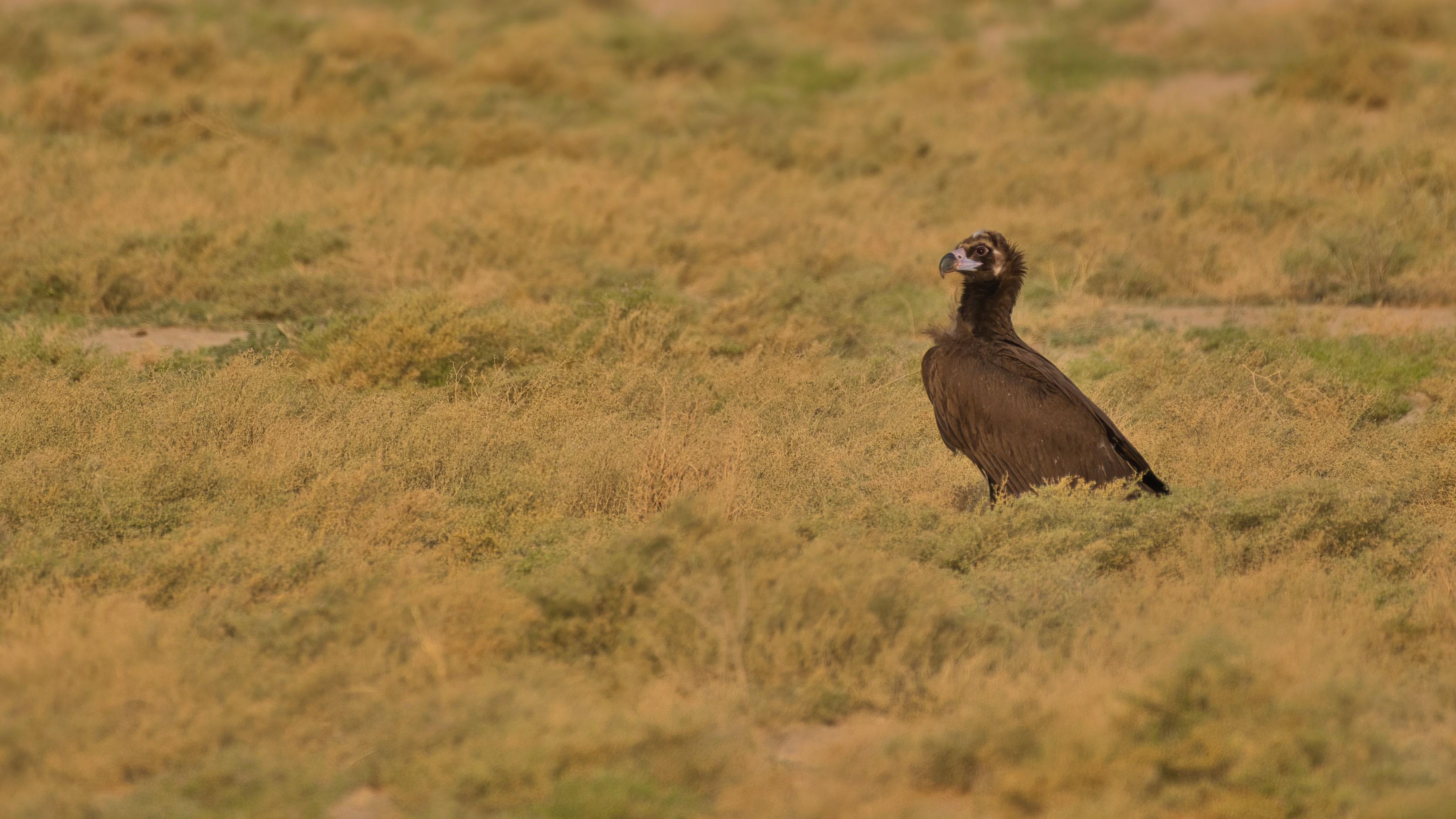 Cinerous vulture (Aegypius monachus)