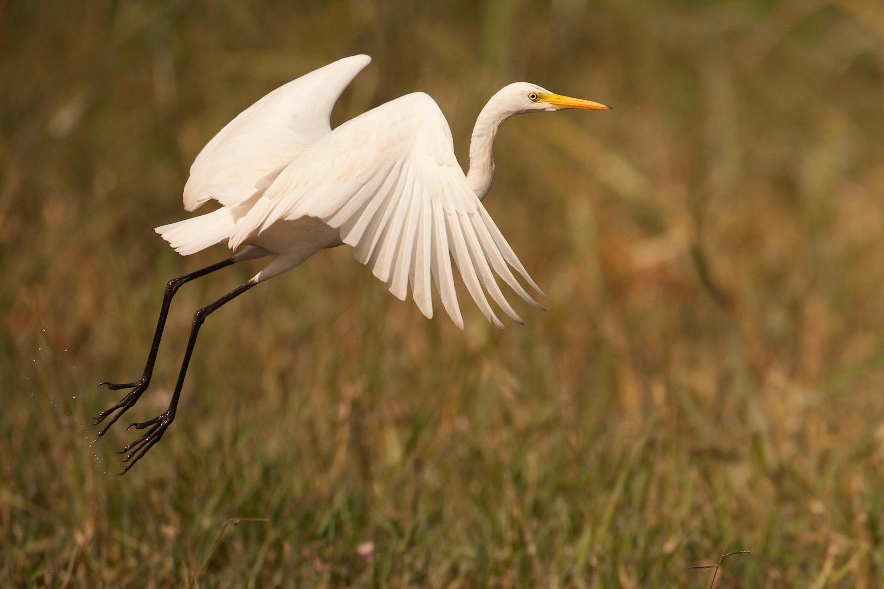 Intermediate Egret