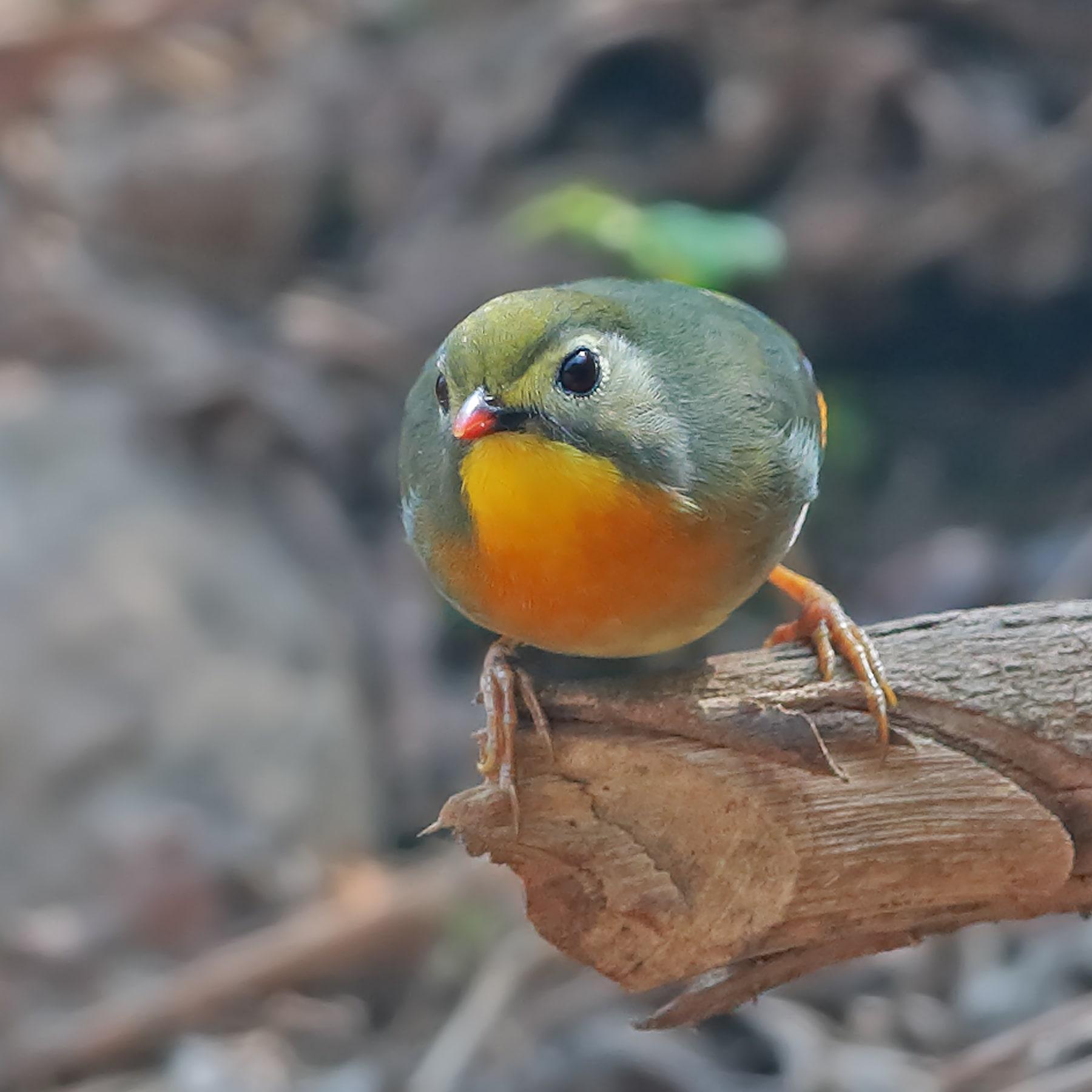 Red-billed Leiothrix (Leiothrix lutea)