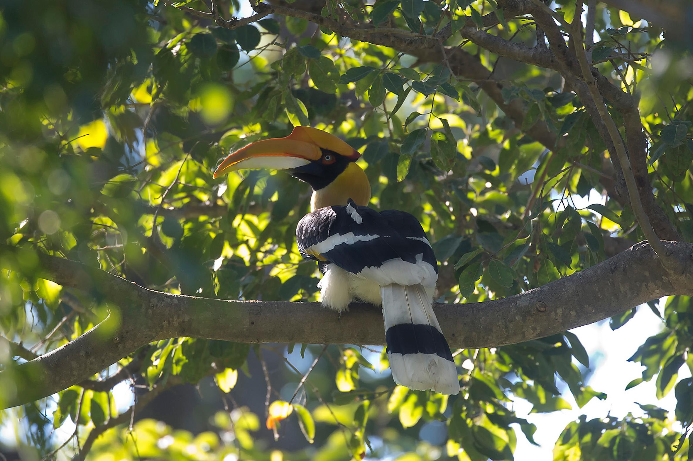 Great Hornbill