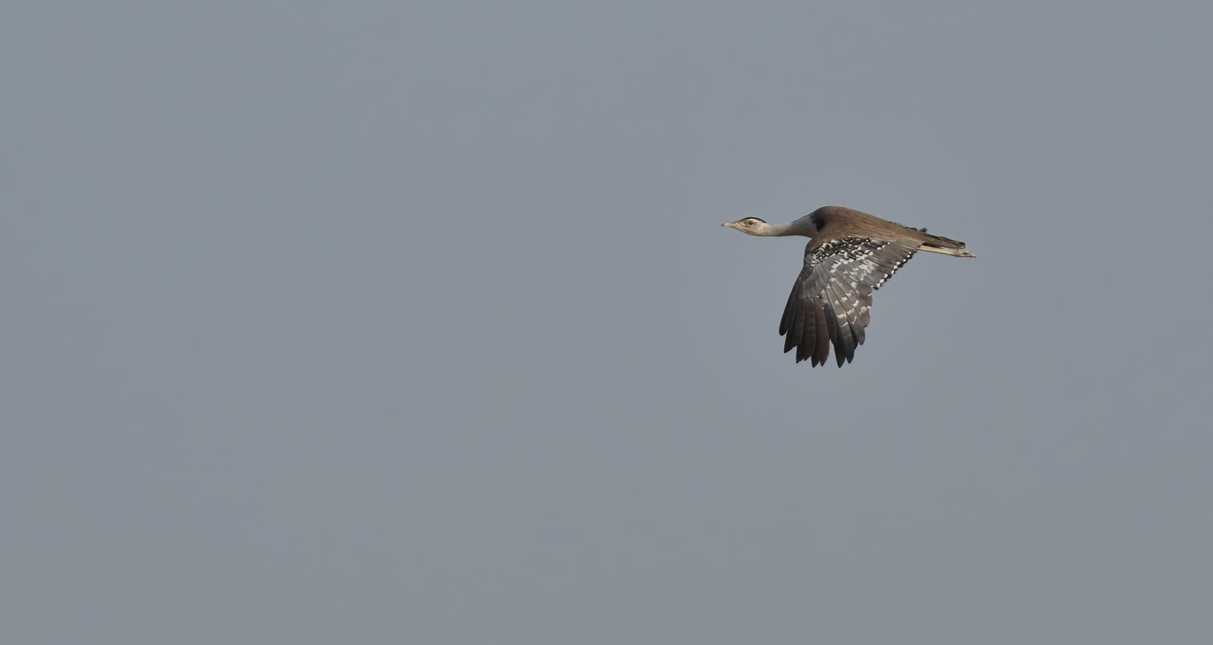 Great Indian Bustard