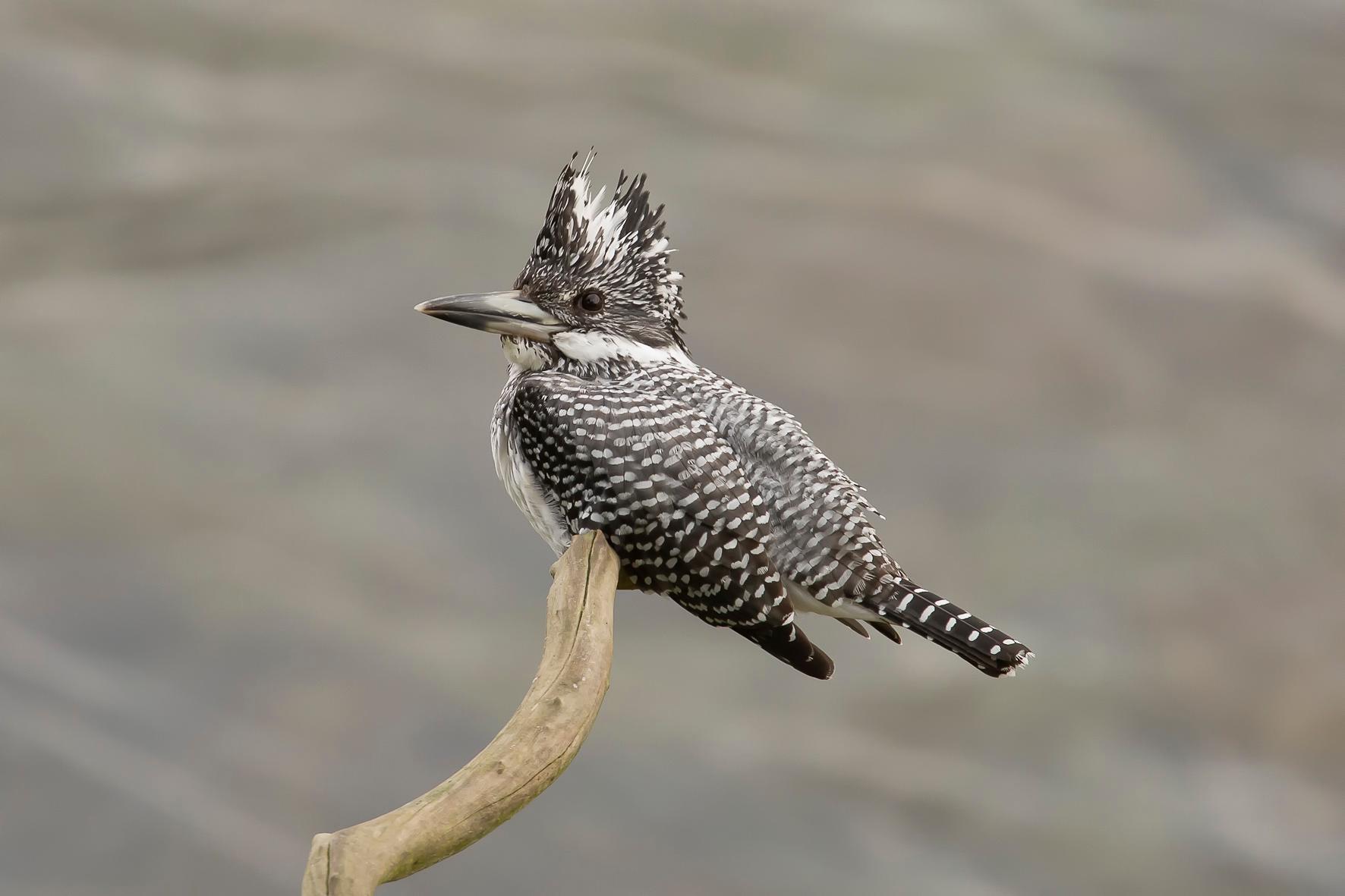 Crested Kingfisher