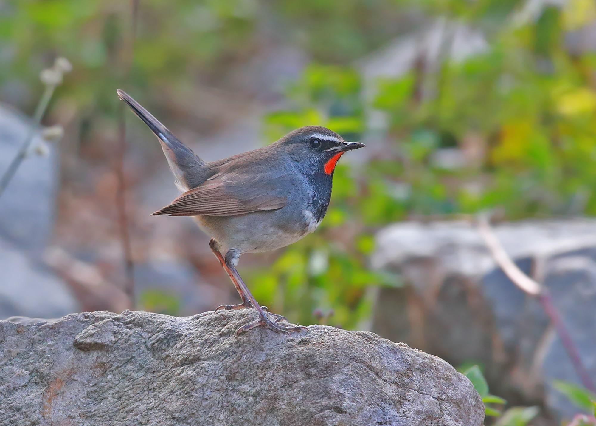 Himalayan Rubythroat (Luscinia pectoralis