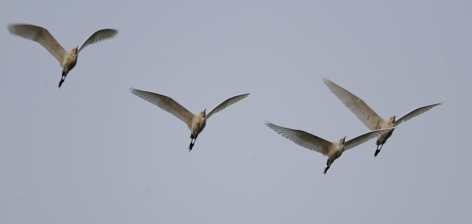 egret sp
