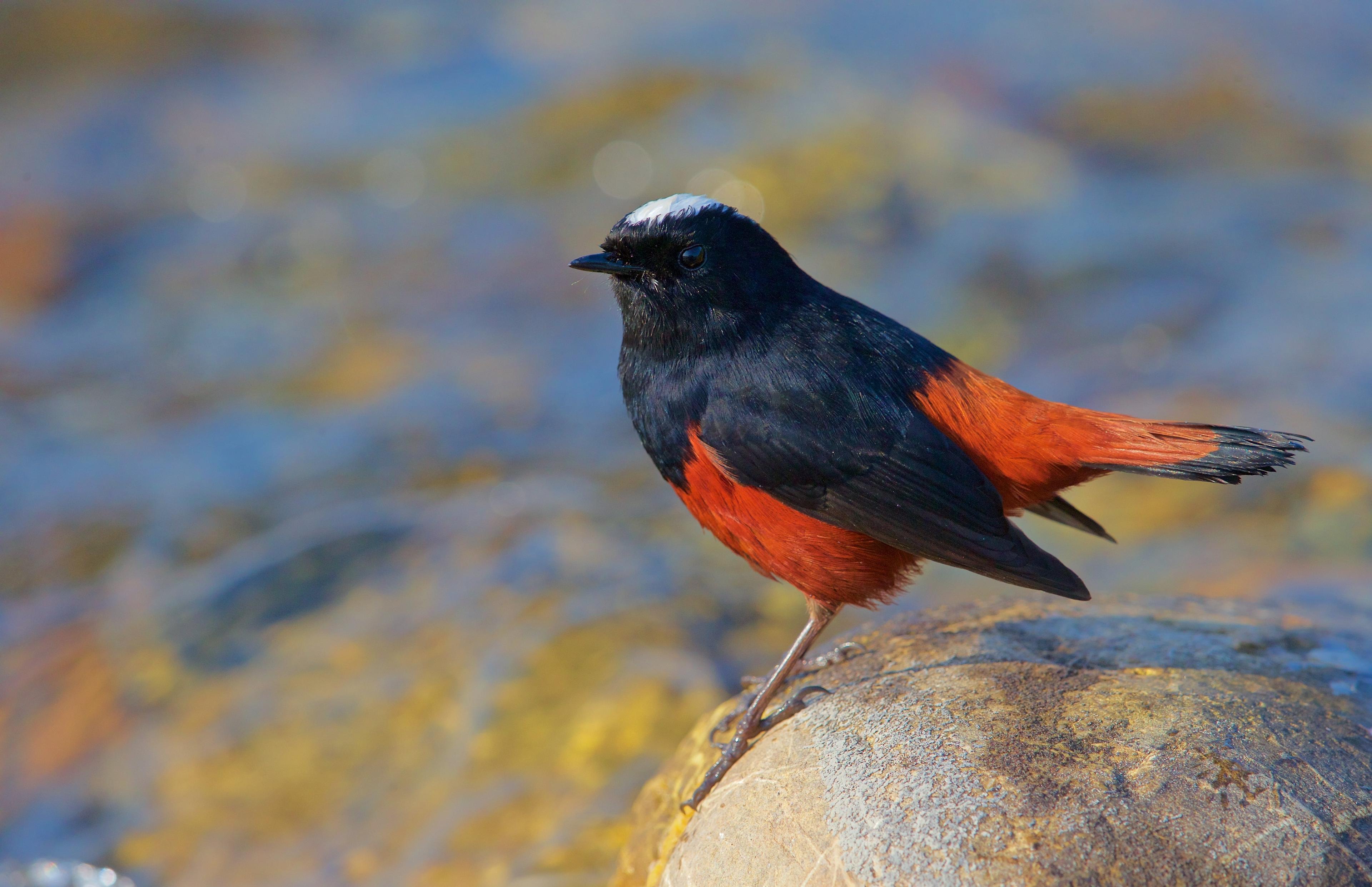 White-capped Water Redstart