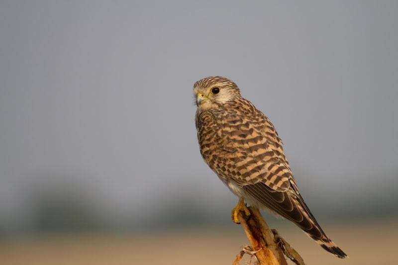 to be id (Cursorius coromandelicus)