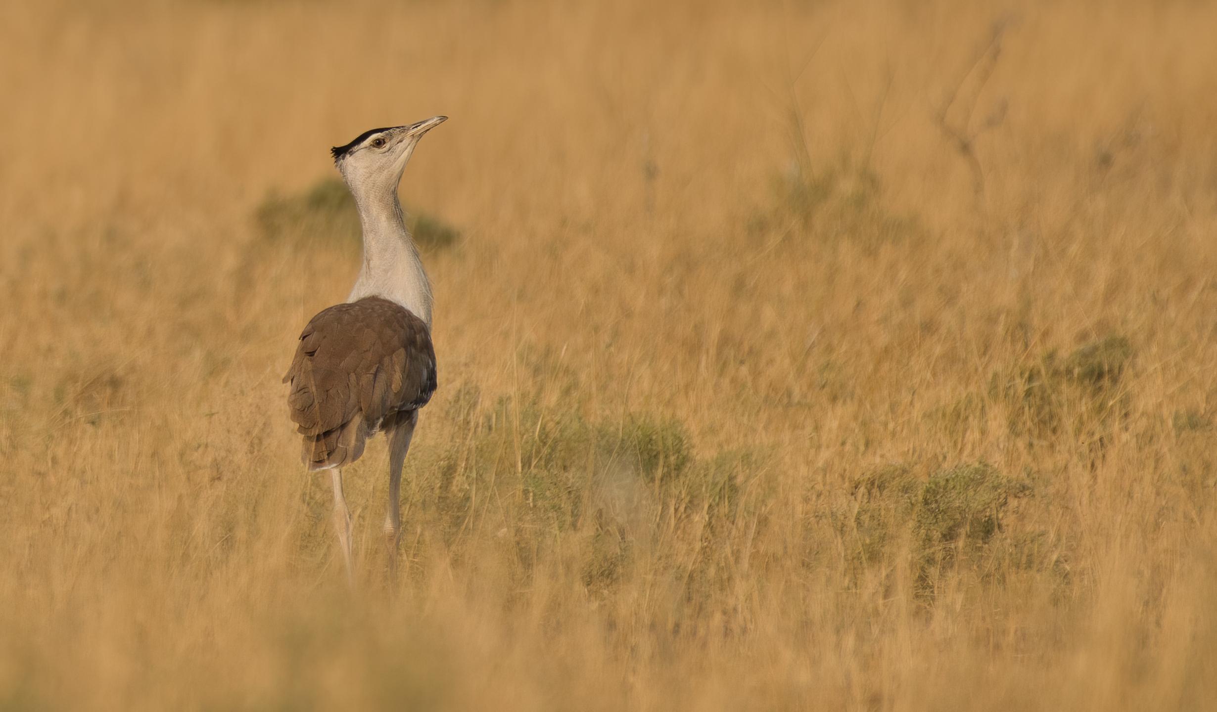 Great India Bustard (Ardeotis nigriceps)
