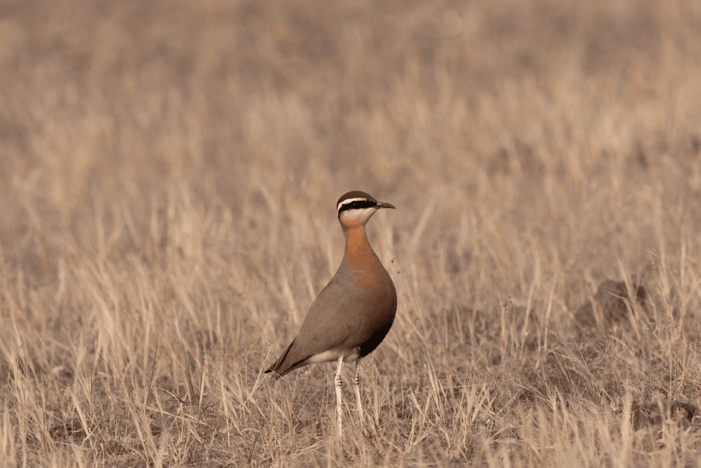 Indian courser (Cursorius coromandelicus)